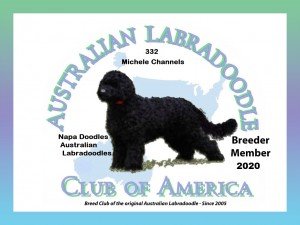 sierra springs australian labradoodles