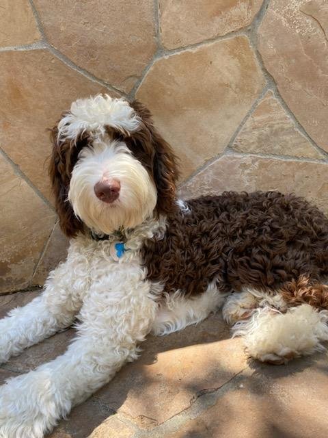sierra springs australian labradoodles