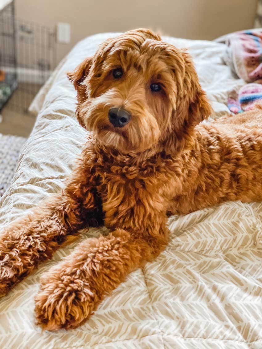 Our Dogs - Napa Valley Australian Labradoodles