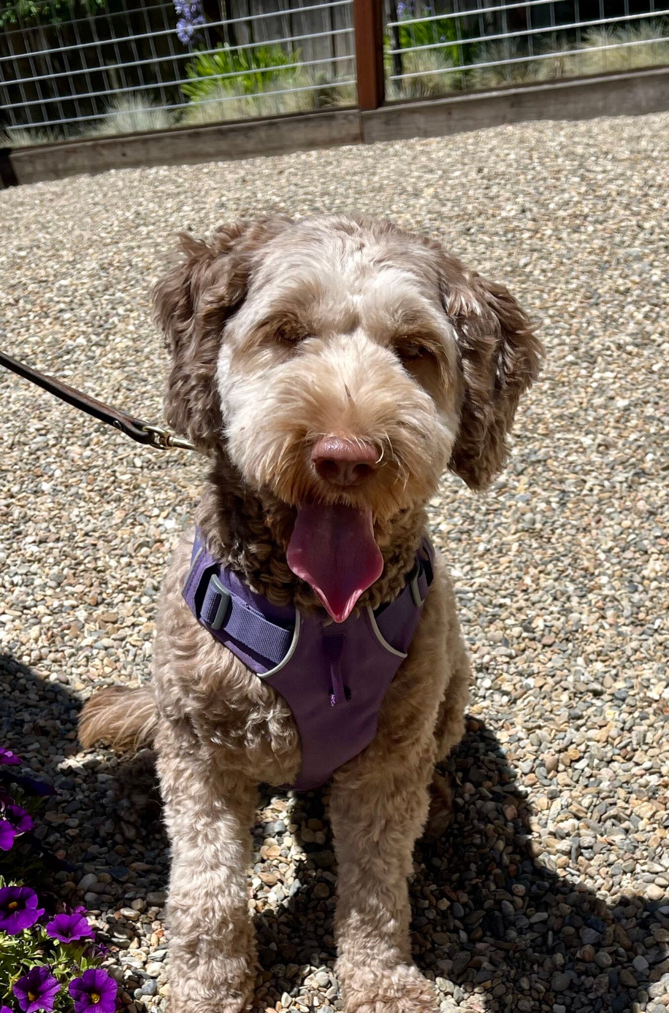 Napa Valley's Izzy - Napa Valley Australian Labradoodles