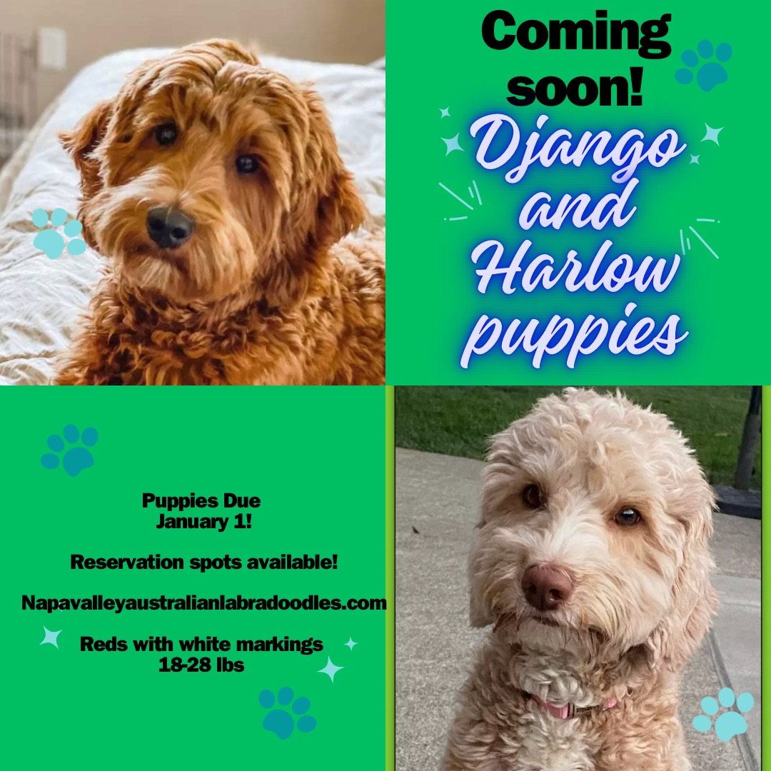 Puppies Napa Valley Australian Labradoodles